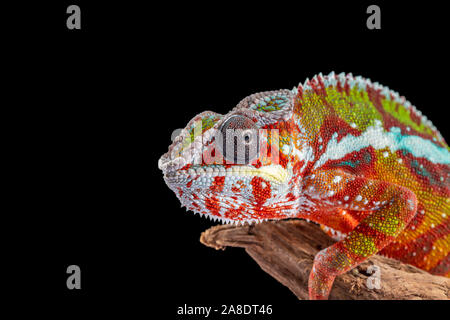 Panter Chamäleon, Furcifer pardalis, fotografiert auf einem einfachen Hintergrund Stockfoto