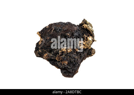 Über 20 Jahre alten grossen wilden Natur Bio Klumpen von chaga Pilz, Inonotus obliquus auf weißem Hintergrund. Von der Birke Baumstamm versammelten sich in Stockfoto