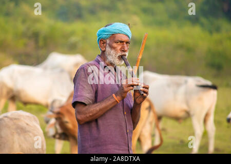 SIJHORA, Madhya Pradesh, Indien - NOVEMBER 07,2019. Indischen oldman Hirten spielen Flöte an inmitten der Kühe. Stockfoto