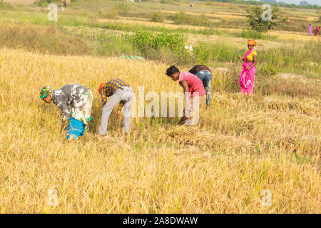 Die Landwirte Schneiden Paddy in den Reisfeldern, Madhya Pradesh, Indien. SIJHORA, Madhya Pradesh, Indien - NOVEMBER 07,2019. Stockfoto