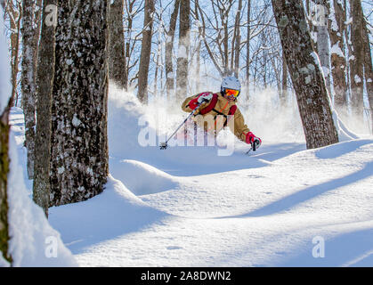 Ein Mann ski Powder durch Laubwälder in Ontario, Kanada. Stockfoto