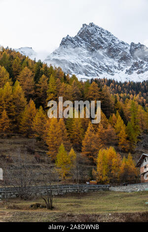 Valsavaranche Valle d'Aosta Tal von Italien im Herbst Laub Herbstfarben Berge Bäume Weinbergen Landschaft im November 2019 Alpen Reiseziel Stockfoto