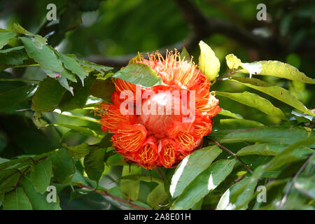 Die botanischen Gärten von Peradeniya, Kandy, zentrale Provinz, Sri Lanka Stockfoto