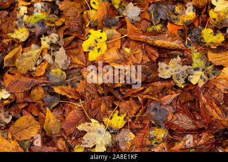 Verfallende Herbst Blätter auf dem Boden Stockfoto