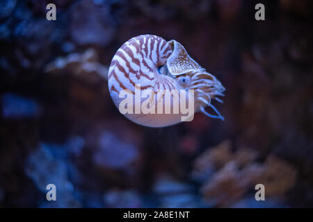 Nautilus schwimmen in einem Aquarium. Stockfoto