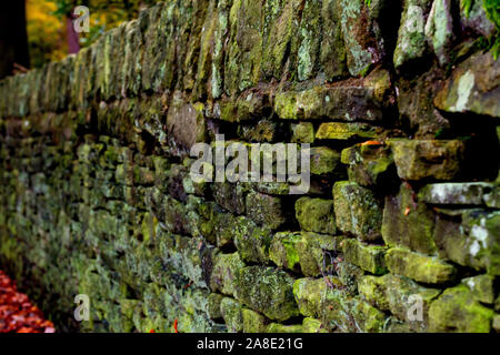 Moos bedeckte Wand Stockfoto