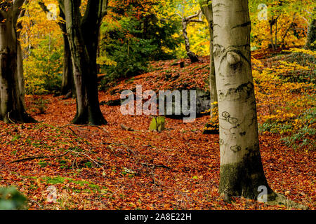 Wald Bäume im Herbst Stockfoto