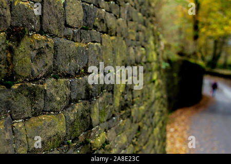 Moss decken Wand dehnt sich der Abstand Stockfoto
