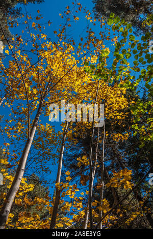 Herbst Laubbäume mit goldenen gelb gefärbte Blätter von der Sonne beleuchtet. Ansicht von unten auf die Wipfel der Bäume in den Wald. Stockfoto