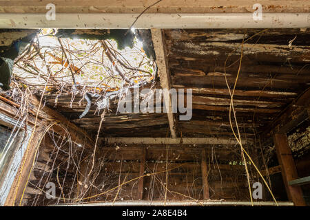 Alte Gartenhaus Interieur mit morschen Brettern, Löcher im Dach und Vegetation in Stockfoto