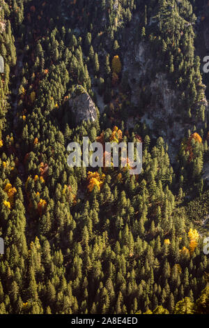 Blick von oben auf eine bunte, Herbst Laubbäume in einem grünen Nadelwald verstreut. Herbst Mischwald, Grün, Gelb, Rot und Braun. Stockfoto