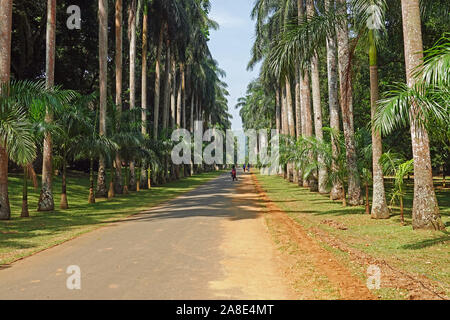 Royal Palms Avenue, die Botanischen Gärten von Peradeniya, Kandy, zentrale Provinz, Sri Lanka Stockfoto