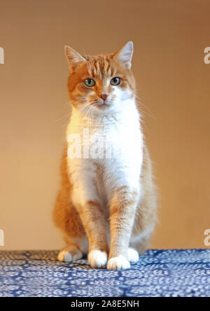 Porträt eines roten und weißen Ingwer Katze sitzt auf einer blauen Decke und Kamera Stockfoto
