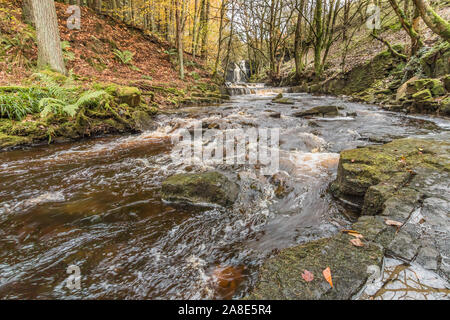 Bogen Lee Beck und Summerhill Kraft Wasserfall, Teesdale, UK im Herbst Stockfoto