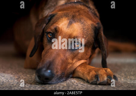 Traurig oder kranken Hund in die Kamera mit großen braunen Augen, Verlegung auf Fliesenboden. Konzept aufgegeben. Stockfoto