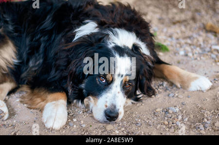 Traurig oder kranken Hundes Festlegung auf Schotter in die Kamera mit großen braunen Augen. Stockfoto