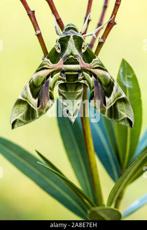 Daphnis nerii, Schweiz, Natur, Insekt, Nachtfalter und Schwärmer, Oleander, Oleanderschwärmer Stockfoto