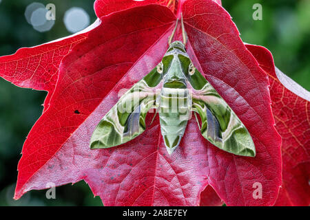 Daphnis nerii, Schweiz, Natur, Insekt, Nachtfalter und Schwärmer, Oleander, Oleanderschwärmer Stockfoto