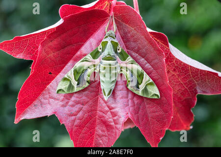 Daphnis nerii, Schweiz, Natur, Insekt, Nachtfalter und Schwärmer, Oleander, Oleanderschwärmer Stockfoto