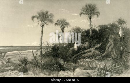 "An der Küste von Florida, 1872. Tropische Vegetation im Südosten der USA. Von "Malerische Amerika; oder, in das Land, in der wir leben, eine Abgrenzung durch Kugelschreiber und Bleistift auf die Berge, Flüsse, Seen... mit Abbildungen auf Stahl und Holz von bedeutenden amerikanischen Künstlern" Bd. I, herausgegeben von William Cullen Bryant. [D. Appleton und Company, New York, 1872] Stockfoto