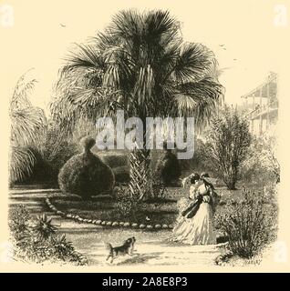 "Ein Garten in Charleston', 1872. Palme in Charleston, South Carolina, USA. Von "Malerische Amerika; oder, in das Land, in der wir leben, eine Abgrenzung durch Kugelschreiber und Bleistift auf die Berge, Flüsse, Seen... mit Abbildungen auf Stahl und Holz von bedeutenden amerikanischen Künstlern" Bd. I, herausgegeben von William Cullen Bryant. [D. Appleton und Company, New York, 1872] Stockfoto