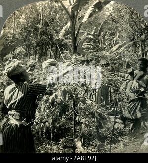 "Kaffeepflücker am Arbeitsplatz, Plantation Szene in Guadeloupe, French West Indies', c 1930. Kaffeeanbau begann im Jahre 1770 und 1775 Kakao hatte auch ein wichtiger Exportartikel geworden. Von "Tour der Welt". [Keystone View Company, Meadville, Pa., New York, Chicago, London] Stockfoto