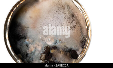 Schimmel auf Konserven Vergrößerung. Textur der giftigen grünen Schimmel mit Dunkelgrün und Weiß orange Flecken auf weißem Hintergrund. Lange verwöhnt - p Stockfoto