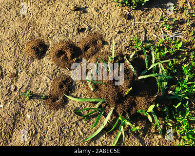 Erde Ameisen (lasius) der Eingang von schönen Haufen von Schmutz auf dem Boden Ameisenhaufen Stockfoto