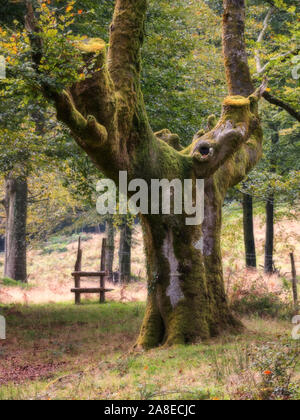 Alte moosbedeckte Buche auf Otzarreta Wald, Gorbea Natural Park, Biscaya, Spanien Stockfoto