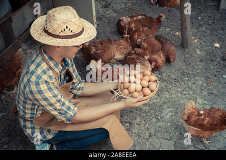 Junge Intelligenter Landwirt wear Plaid Shirt braun Schürze halten Frische Hühnereier in Warenkorb saß in der Nähe von Henne neben Hühnerfarm. Conce Stockfoto