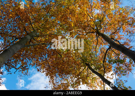 Goldenen Baldachin von drei große junge Buchen im Herbst, mit orange und gold Blätter von unten und oben zu schauen. Stockfoto