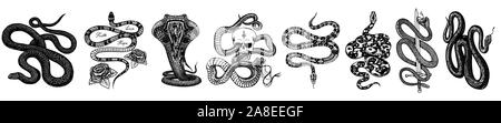 Vintage Schlange gesetzt. Skelett royal Python mit Totenkopf und Rosen, Milch Reptil mit Schwert, giftige Cobra. Giftige Viper für Poster oder ein Tattoo. Eingraviert Stock Vektor