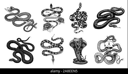 Milch Schlange mit Rosen, Skelett royal Python mit Schädel, mit Schwert Reptilien, giftige Cobra. Giftige Viper für Poster oder ein Tattoo. Graviert Hand gezeichnet Stock Vektor