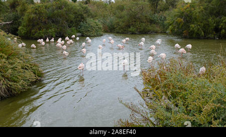 Viele große rosa Flamingos schwimmen in einem See Teich in La Camargue, Frankreich Stockfoto