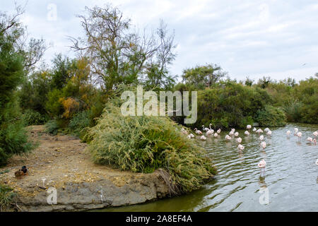 Viele große rosa Flamingos schwimmen in einem See Teich in La Camargue, Frankreich Stockfoto