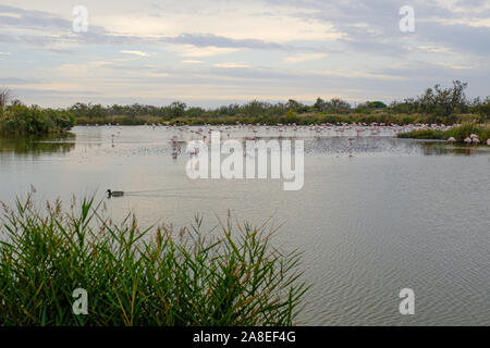 Viele große rosa Flamingos schwimmen in einem See Teich in La Camargue, Frankreich Stockfoto