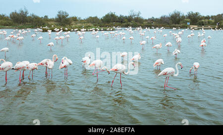 Viele große rosa Flamingos schwimmen in einem See Teich in La Camargue, Frankreich Stockfoto