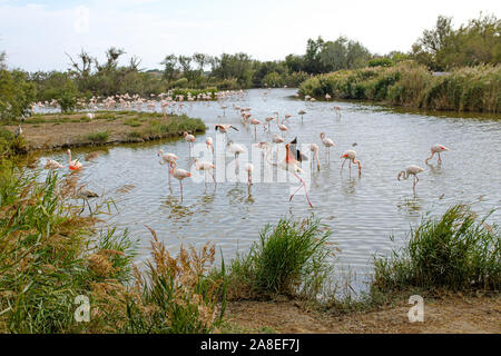 Viele große rosa Flamingos schwimmen in einem See Teich in La Camargue, Frankreich Stockfoto