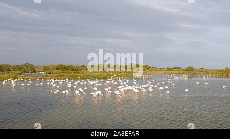 Viele große rosa Flamingos schwimmen in einem See Teich in La Camargue, Frankreich Stockfoto