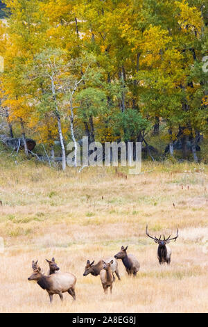 Majestic Herde von Elk Nahrungssuche für Lebensmittel unter den goldenen Farben des Herbstes auf einem schönen Rocky Mountain Herbstabend. Stockfoto
