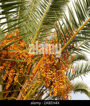 Vielen gelben Termine auf der Palme in der tropischen Land Stockfoto