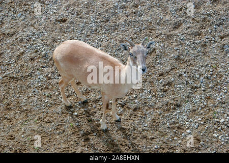 Ein Junge steht auf dem Boden und schaut in die Kamera. Kleine Hörner. Braunen Fell. Stockfoto