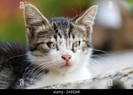 Eine kleine Katze sitzt auf dem Dach im Sommer Stockfoto