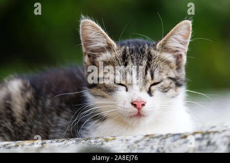 Eine kleine Katze sitzt auf dem Dach im Sommer Stockfoto