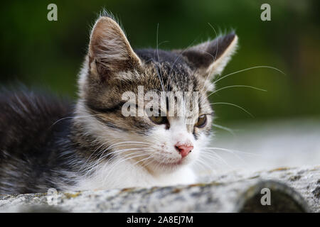 Eine kleine Katze sitzt auf dem Dach im Sommer Stockfoto
