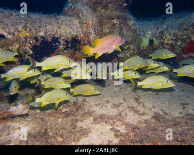 Blau gestreiften Grunzen (Haemulon sciurus) Stockfoto