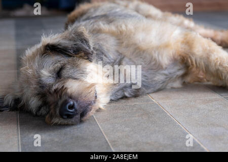 Ein Hund Haustier schlafen faul hinlegen canine Konzept sitzen. Stockfoto