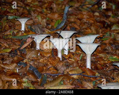 Trooping Trichter Pilze, Clitocybe geotropa, Erwachsenwerden einer Bank in den gefallenen Blätter in einem Hertfordshire Wäldern bedeckt. Stockfoto