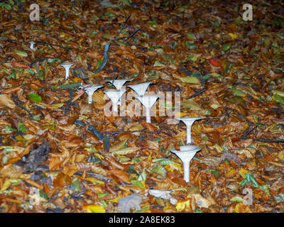 Trooping Trichter Pilze, Clitocybe geotropa, Erwachsenwerden einer Bank in den gefallenen Blätter in einem Hertfordshire Wäldern bedeckt. Stockfoto