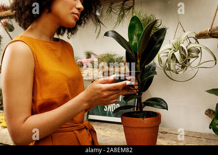 Seitenansicht des jungen weiblichen berühren Blatt von Ficus im botanischen Studio Stockfoto
